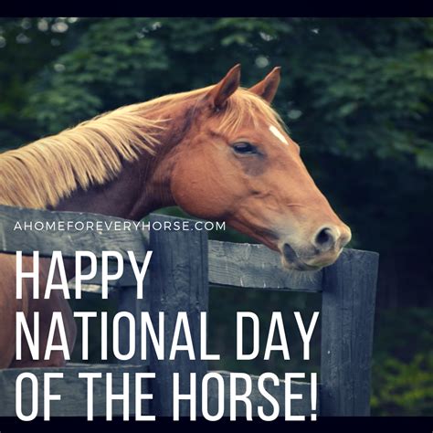 Happy National Day of the Horse! #Horse #HorseQuote #RescueHorse # ...