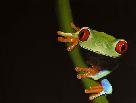 Red-eyed tree frog. Painting by Li-Soro on DeviantArt