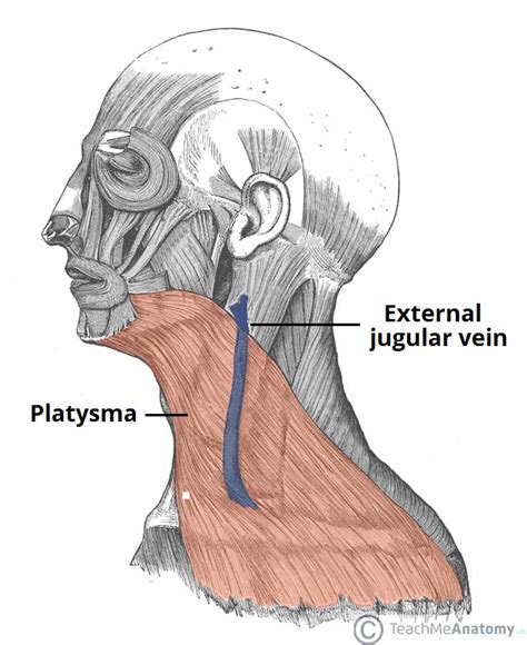 Fascial Layers - Deep - Superficial - TeachMeAnatomy