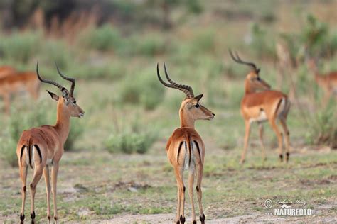 Antelope Impala Photos, Antelope Impala Images, Nature Wildlife ...