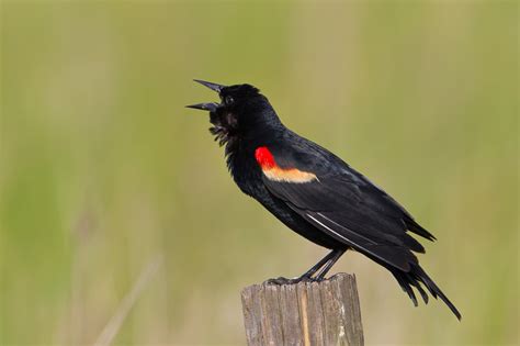 Red-Winged Blackbird Facts, Habitat, Diet, Life Cycle, Baby, Pictures