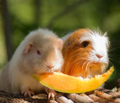 Unlike most other mammals, guinea pigs cannot synthesize their own ...