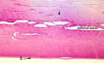 ANATOMY OF THE HUMAN EYE: Human Lens-Histology