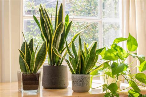 Snake Plant Care Guide: What to Know About This Easy Houseplant