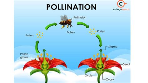 Entomophily or Insect Pollination: Definitions, Examples, History ...