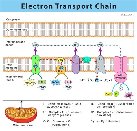 Electron Transport Chain: Definition, Steps, and Diagram