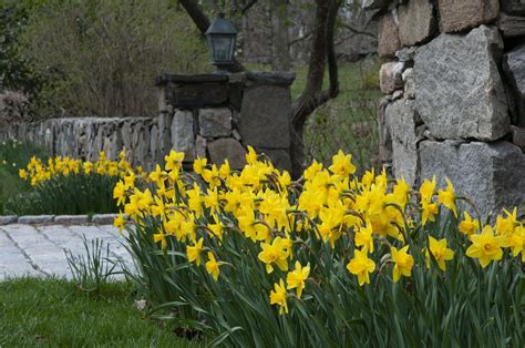 Yellow daffodils - Colorblends®