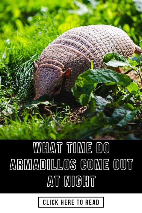 What Time Do Armadillos Come Out At Night | Armadillo, Armadillo trap ...