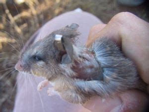 African spiny mice can regrow lost skin : Nature News & Comment ...