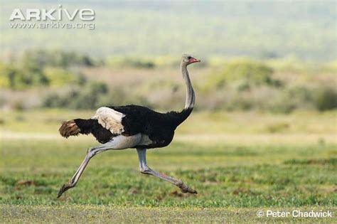 Ostriches, Ostrich running, Ostrich