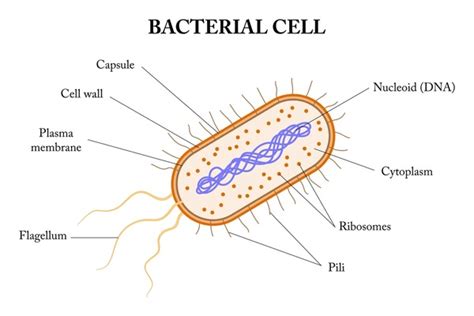 3,608 Bacteria Cell Diagram Royalty-Free Images, Stock Photos ...