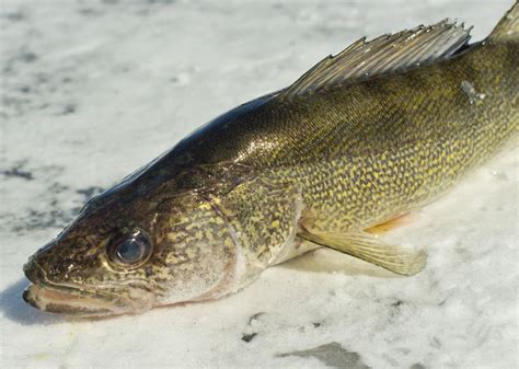 Record Fish Caught in Vermont | Stacker