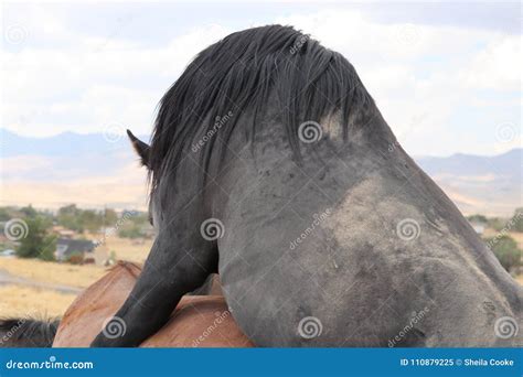 Wild American Black Stallion Mating Mare Stock Image - Image of sierra ...