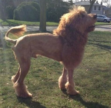 Cutest Lion Cut Dog Photos on the Internet! (2024) - We Love Doodles