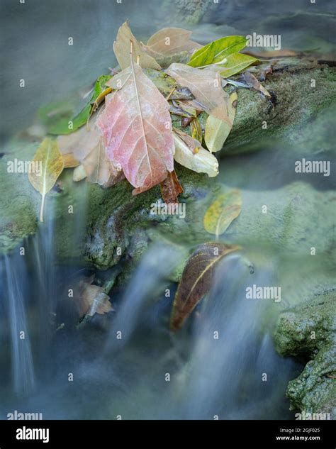 Fall leaves, creek bed, Cibola National Forest, New Mexico Stock Photo ...