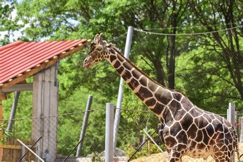 Maryland Zoo Giraffe Explores New Habitat | The Maryland Zoo