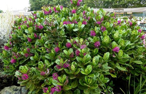 Evergreen Flowering Shrubs For Full Sun - G4rden Plant