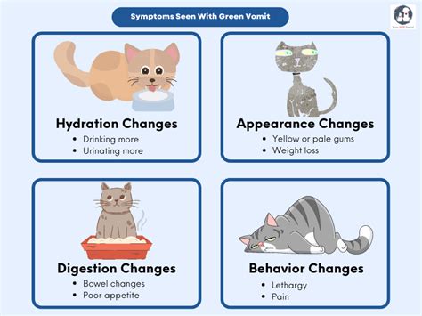 Why is My Cat Throwing Up Green Bile and Not Eating? Doc's Advice ...