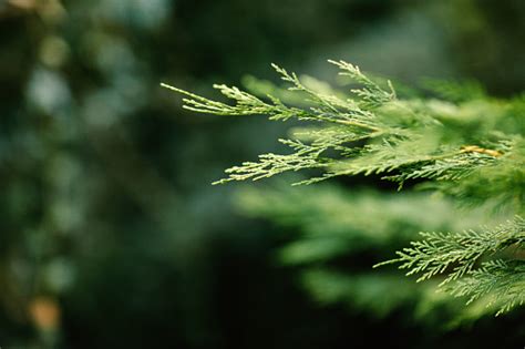 Cedar Tree Pictures | Download Free Images on Unsplash