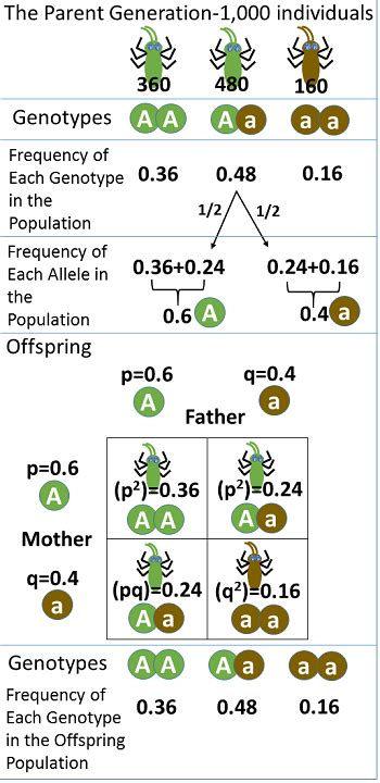 Genetic Equilibrium