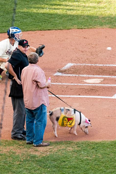 St. Paul Saints' Mascot. Image by evilfoo/flickr - Visit Twin Cities