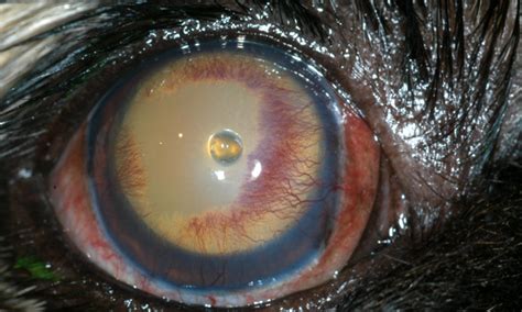 Corneal Ulcer In Dogs