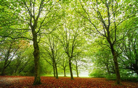 forest, Trees, Nature, Autumn Wallpapers HD / Desktop and Mobile ...