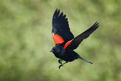 Red-Winged Blackbird Facts, Habitat, Diet, Life Cycle, Baby, Pictures