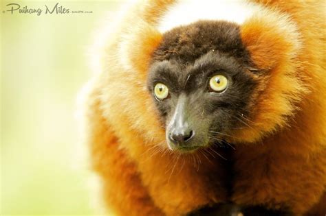 Apenheul Primate Park - talk2PN: Photography & Blog in 2021 | Primates ...