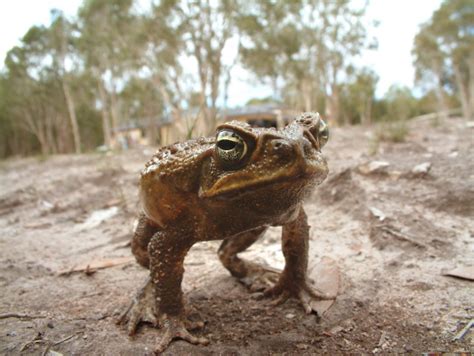 Cane toad microbiome transforms its toxins