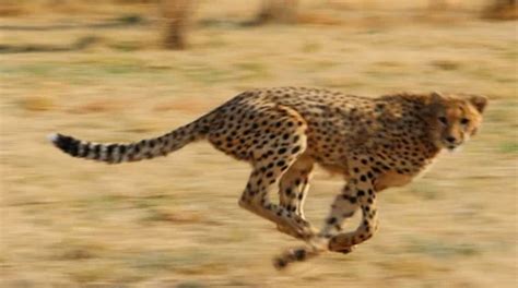 Free clip cheetah movings, Download Free clip cheetah movings png ...