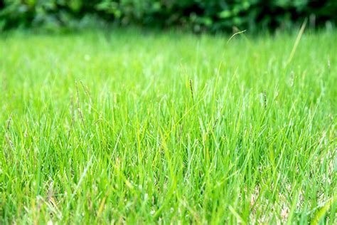 15 Low-Maintenance Lawn Grasses That Take Care of Themselves