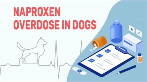 Naproxen Overdose In Dogs - Petmoo