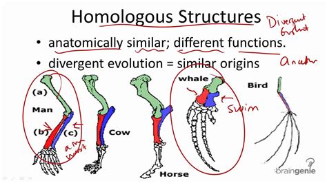 11.2.2 Homologous Structures - YouTube