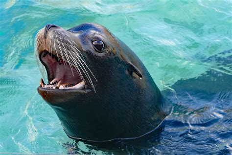 Morro Bay Wildlife Spotlight: California Sea Lions in the Estuary