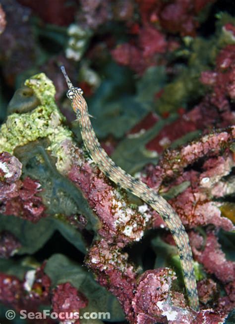 Pipefish and ghost pipefish – image gallery | marine species ...