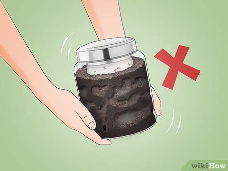 How to Build an Ant Farm: Easy DIY Guide