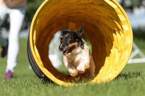 Backyard dog agility training — 5 tips and a free eBook with agility ...