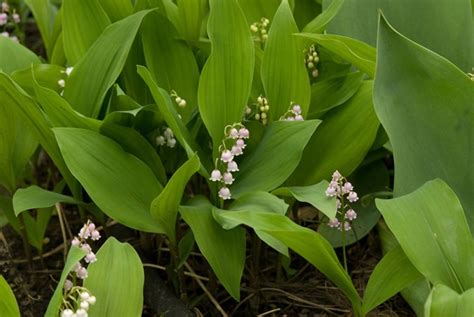 Grow Lily-of-the-Valley Flowers | Garden Design