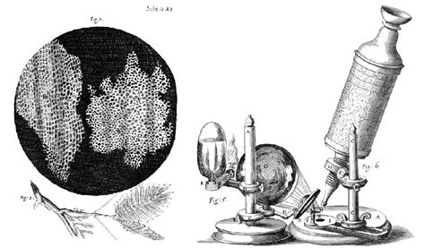 4.2 Discovery of Cells and Cell Theory – Human Biology