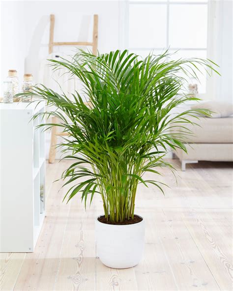 Goudspalm | Best indoor plants, Easy care indoor plants, Indoor air ...