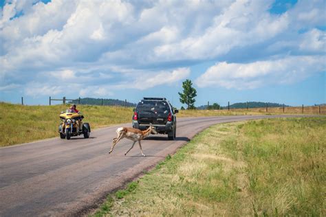 Custer State Park Wildlife Loop: How to See Amazing Wildlife