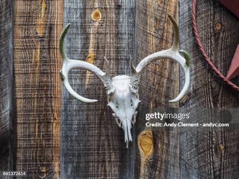 76 Buck Skull Stock Photos, High-Res Pictures, and Images - Getty Images