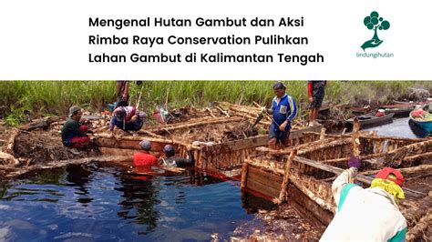 Mengenal Hutan Gambut dan Aksi Rimba Raya Conservation Pulihkan Lahan ...