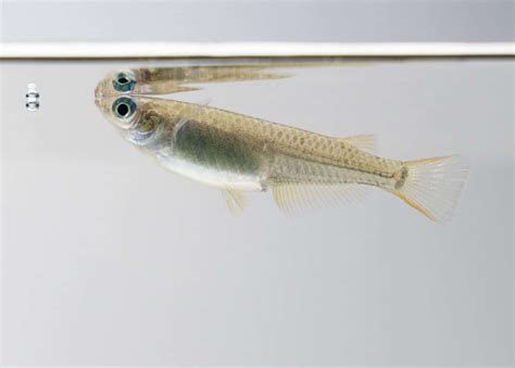 Japanese Rice Fish (Oryzias latipes): Care Guide - Fish Laboratory