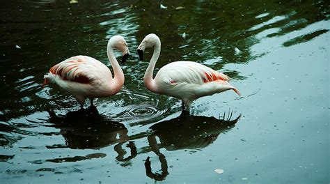 Phoenix Zoo | Visit Arizona