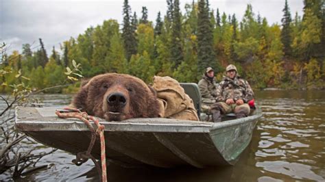 Alaskan brown bear hunt in the fall: Conservation Explained - YouTube