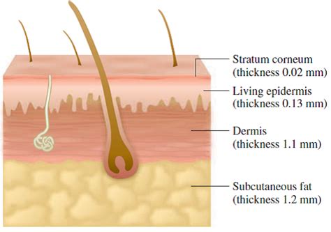 Solved: SKIN Refer to the cross-section of human skin shown below ...