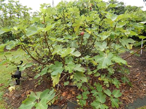 31 Fantastic Fig Tree Varieties - ProGardenTips