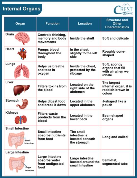 Human And Its Functions - Infoupdate.org